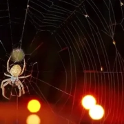 거미를 유인하는 LED 스트립 조명