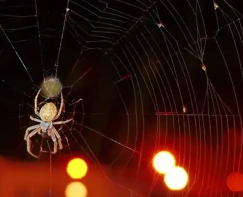 Светодиодная лента привлекает пауков