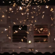 a LED szalagfények vonzzák a bogarakat