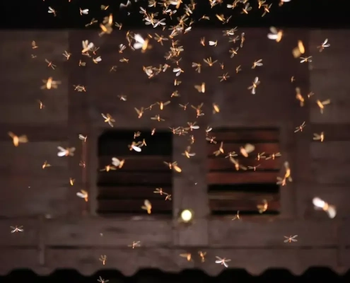 ¿las tiras de luz LED atraen a los insectos?