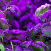 can you use LED strips to Grown plants