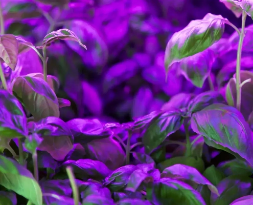 é possível utilizar tiras de LED para cultivar plantas