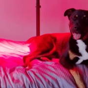 As luzes LED prejudicam os olhos dos cães